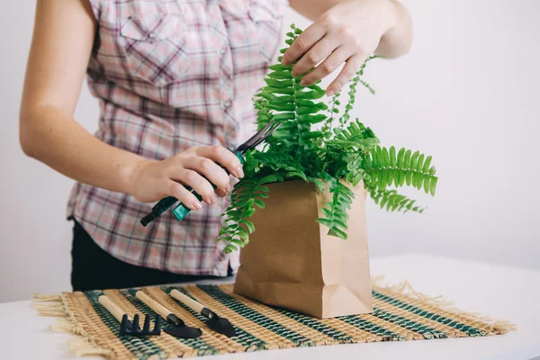 Woman caring for house plant — Stock Photo, Image