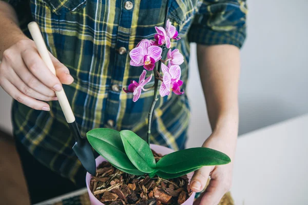 Žena pečující orchidej květina — Stock fotografie