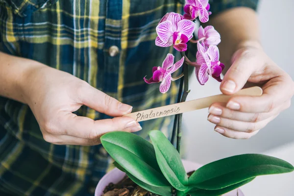 Žena pečující orchidej květina — Stock fotografie