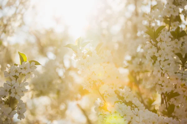 Красивые цветы на дереве — стоковое фото