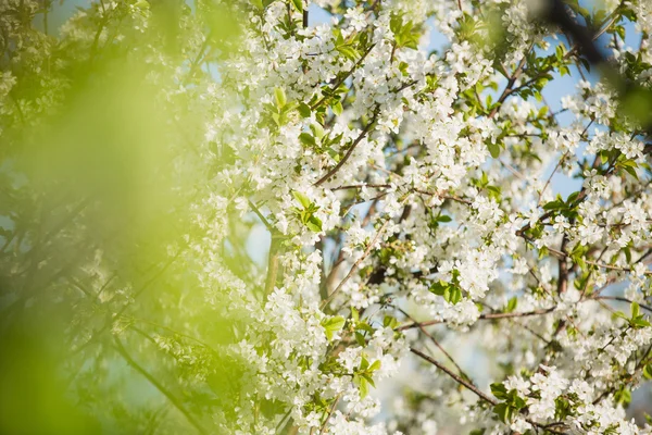 Beautiful flowers on tree — Stock Photo, Image