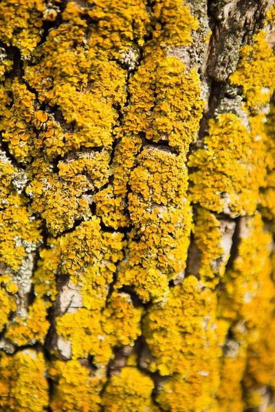 上树纹理的苔藓 — 图库照片