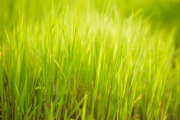 Iarbă verde proaspătă — Fotografie, imagine de stoc