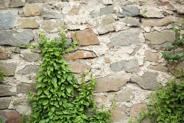 Kamienny mur z wspinaczka bluszcz — Zdjęcie stockowe