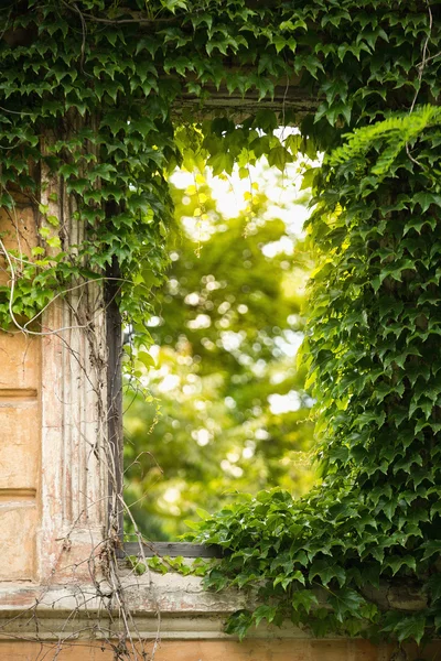 Viejo muro y hiedra trepadora — Foto de Stock