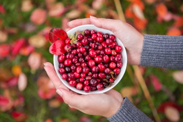 Girl picking berries — Stock Photo, Image