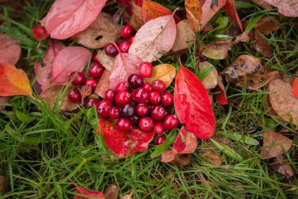 Canneberges est dispersé, Fond d'automne . — Photo