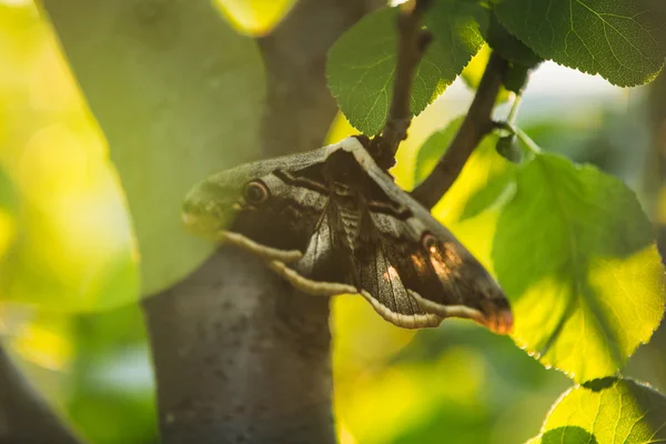 Pavo real mariposa, fondo de verano — Foto de Stock