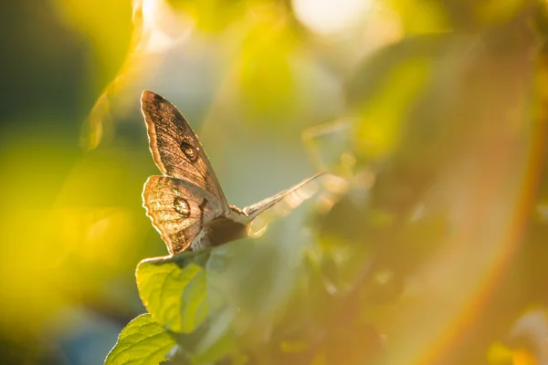 Borboleta pavão, fundo de verão — Fotografia de Stock