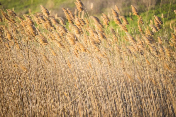 Landschap marsh land — Stockfoto