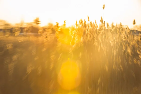 Landschap marsh land — Stockfoto