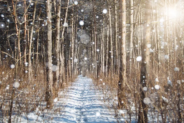 Parque de invierno y nieve —  Fotos de Stock