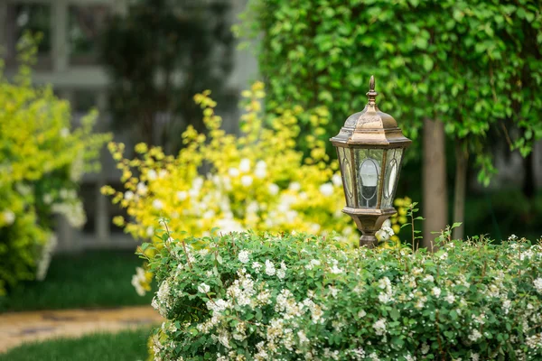 Parco della città, fiori da giardino — Foto Stock