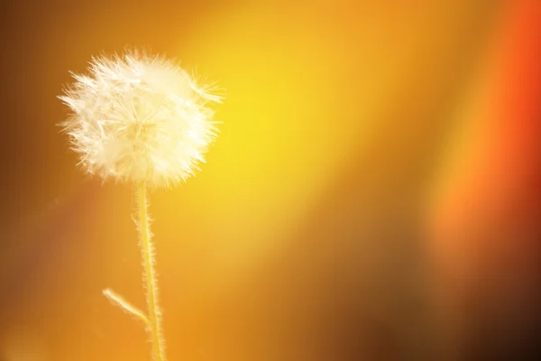 Ніжна квітка кульбаба — стокове фото
