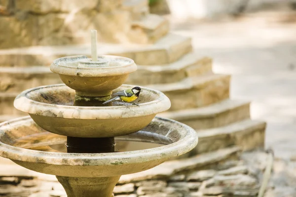 Bird on stone fountain — Stock Photo, Image