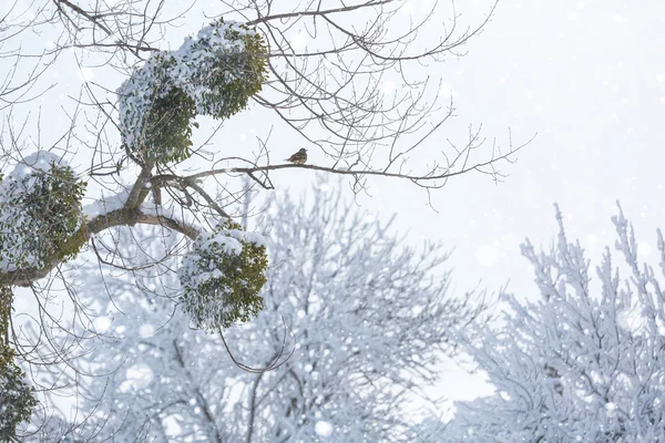 Pájaro sentado en rama de árbol —  Fotos de Stock