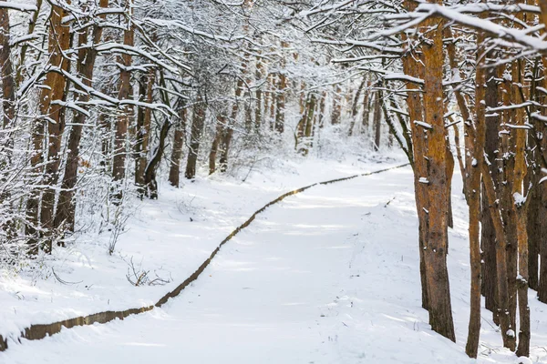 Uma queda de neve. Fundo de inverno . — Fotografia de Stock