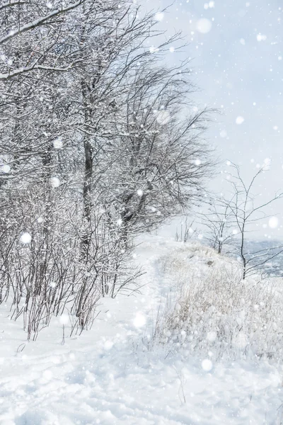 Śnieżny zimowy las — Zdjęcie stockowe