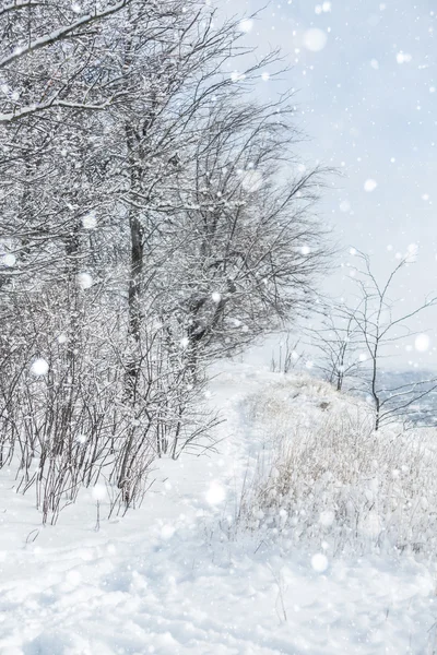 Foresta invernale innevata — Foto Stock