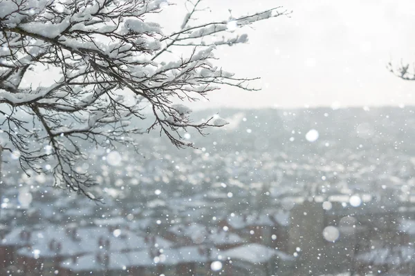 Ramos de árvores congeladas — Fotografia de Stock