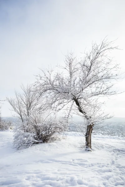 Trees covered in heavy snow — Stock Photo, Image