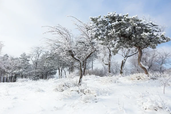 Χιονισμένο χειμερινό δάσος — Φωτογραφία Αρχείου