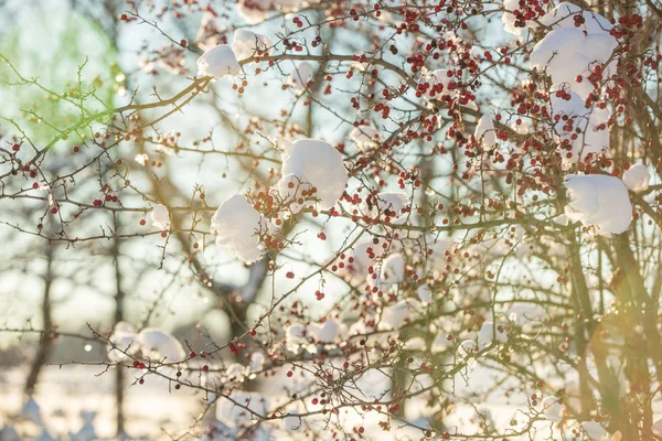 Зимнее дерево с ягодами — стоковое фото