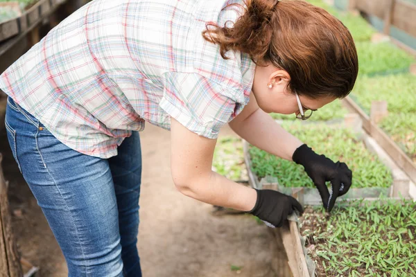 Jardinero femenino en invernadero — Foto de Stock