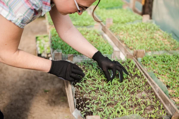 Jardinero femenino en invernadero — Foto de Stock