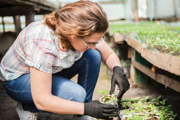 Jardinero femenino en invernadero — Foto de Stock