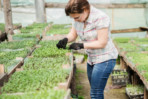 Jardinero femenino en invernadero — Foto de Stock