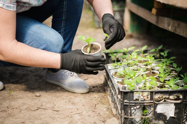 Mujer Trabajando en Greenhouse — Foto de Stock