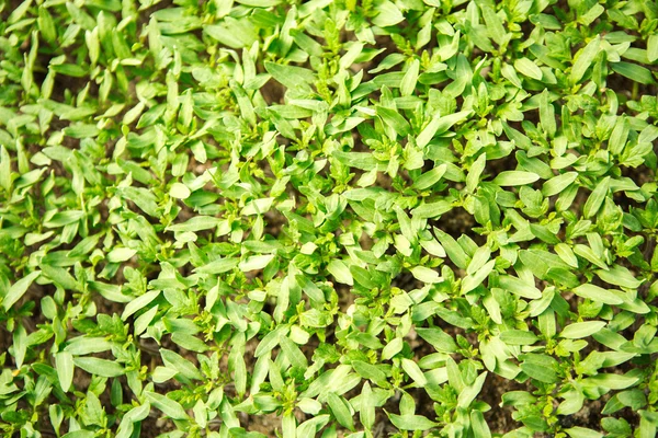Zielony sadzonka tło — Zdjęcie stockowe