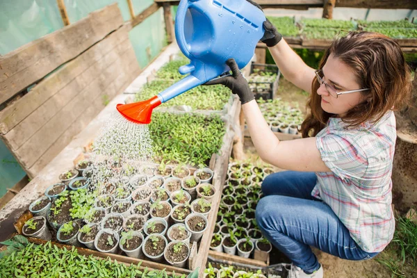 Frau gießt Setzlinge — Stockfoto