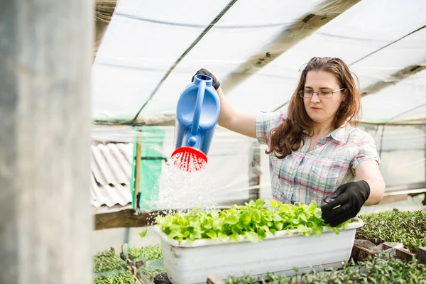 Mujer regando plántulas — Foto de Stock