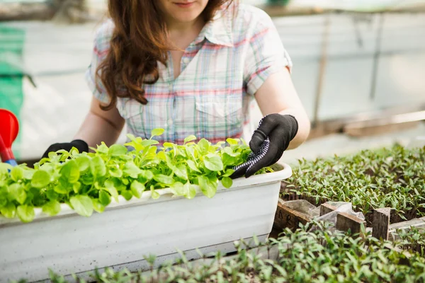 Jardineiro feminino em estufa — Fotografia de Stock