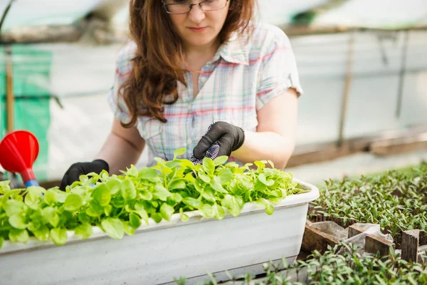 Jardinero femenino en invernadero — Foto de Stock