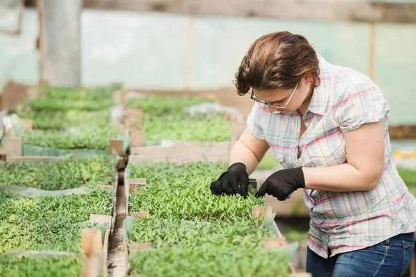 Jardinero femenino en invernadero — Foto de Stock