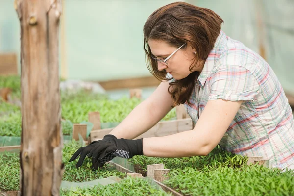 Jardinero femenino en invernadero — Foto de Stock