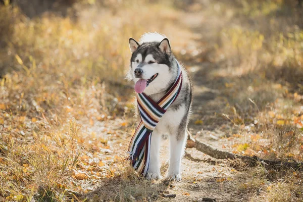 Husky muzzle in scarf — Stock Photo, Image