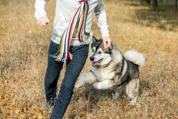 Man leker med hund — Stockfoto