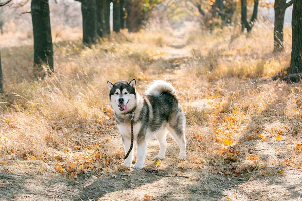 Husky muzzle in scarf — Stock Photo, Image