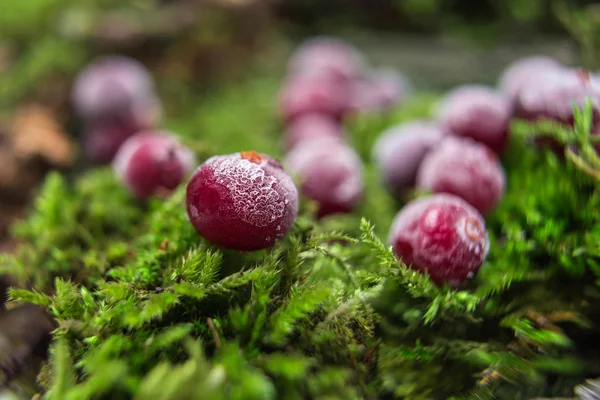 Cranberries in  frost moss — Stock Photo, Image