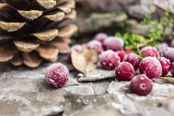 Cranberries in  frost moss — Stock Photo, Image