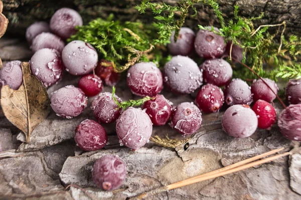 Tranbär i frost moss — Stockfoto