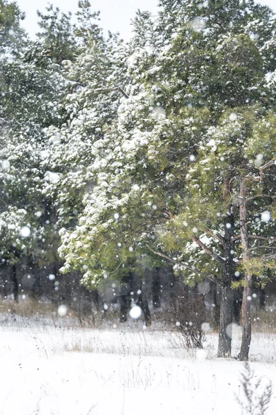 Hóval borított téli erdő — Stock Fotó