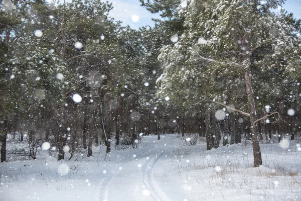 Floresta de inverno coberta de neve — Fotografia de Stock