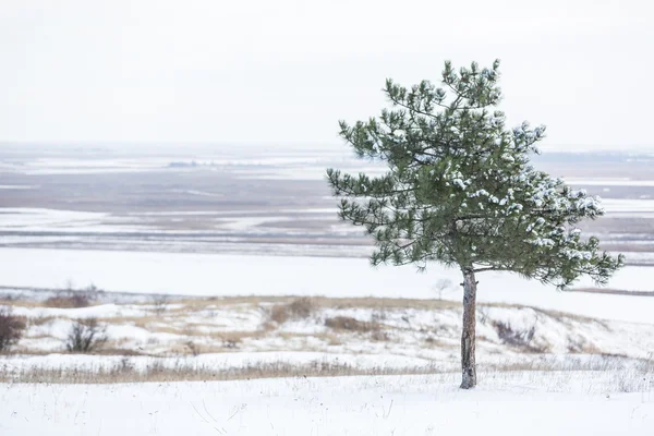 雪で覆われた丘 — ストック写真