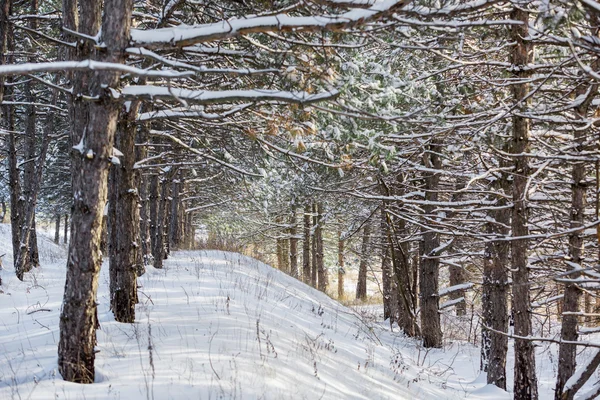 Floresta de inverno coberta de neve — Fotografia de Stock