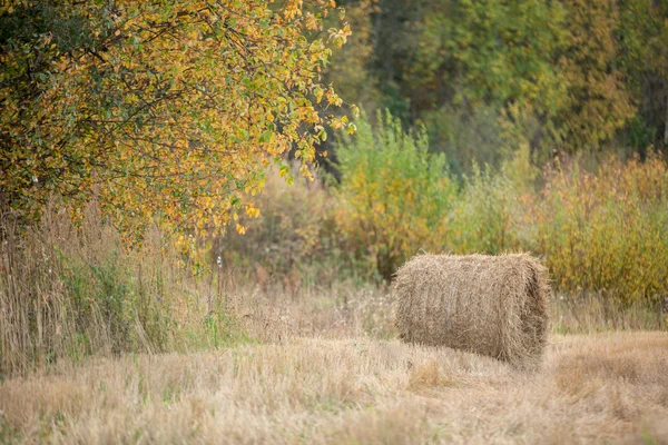 Stapel hooi op veld — Stockfoto